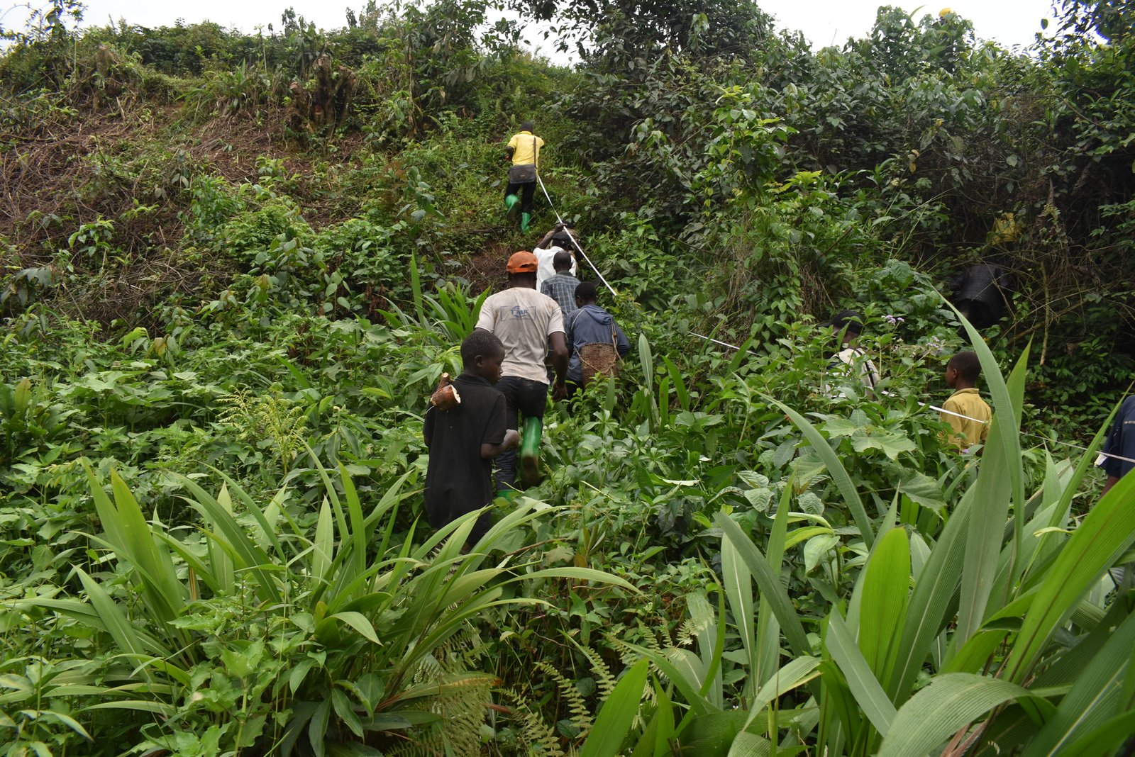 Distribution des semences